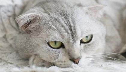 金沙娱乐|网球赛事v5.9.9