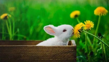 金沙娱乐|乒乓球赛事v1.4.9